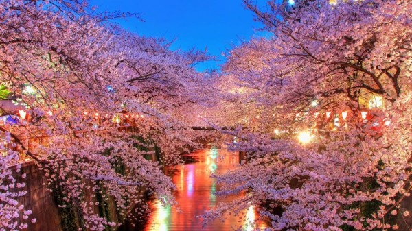樱花隧道